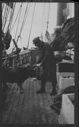 Image of Man on deck bottle-feeding musk-ox